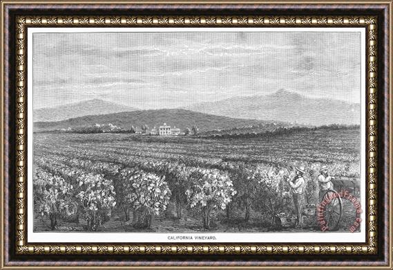 Others California: Vineyard Framed Painting
