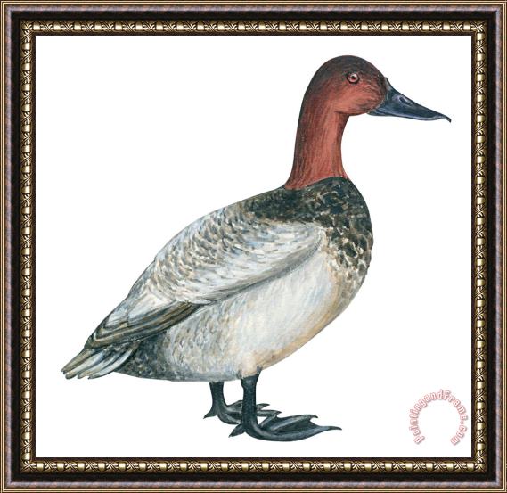 Others Canvasback Duck Framed Print