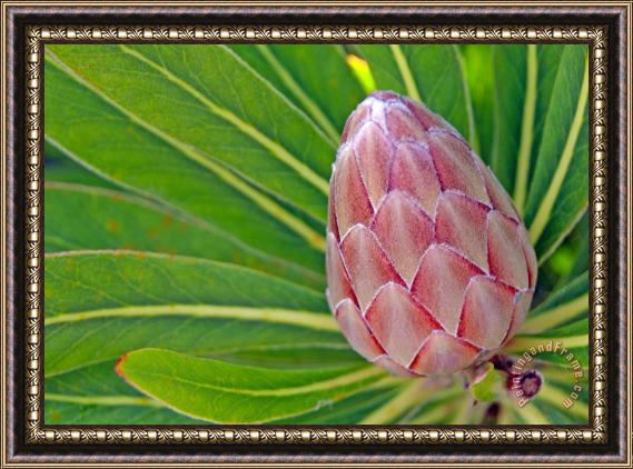 Others Close Up Of A Protea In Bud Framed Painting