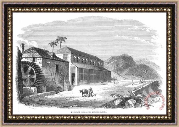 Others Cocoa Plantation, 1857 Framed Painting