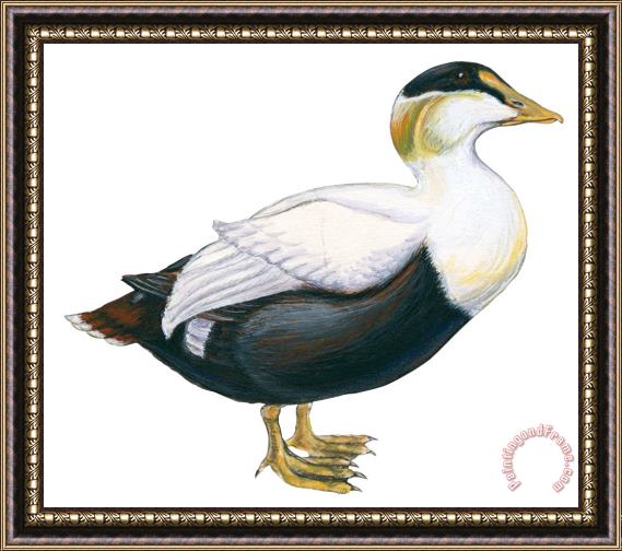 Others Common Eider Framed Painting