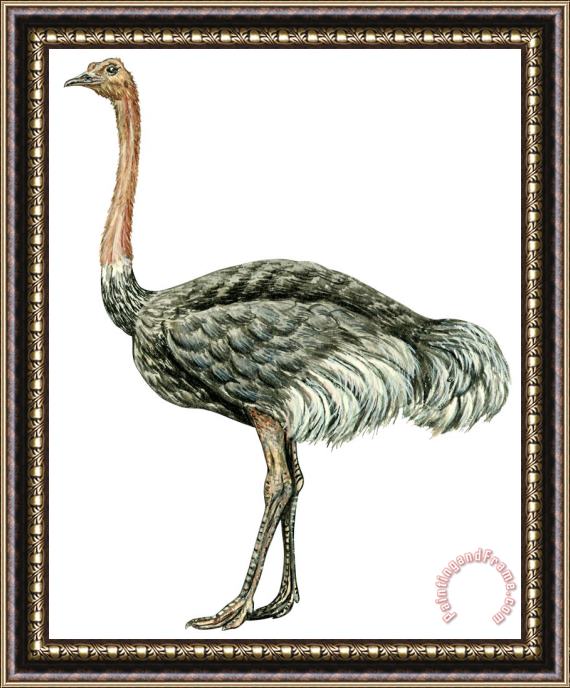 Others Common Ostrich Framed Print