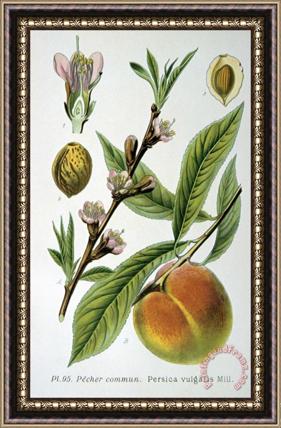 Others Common Peace Persica Vulgaris Framed Painting