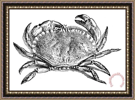 Others Crab Framed Print