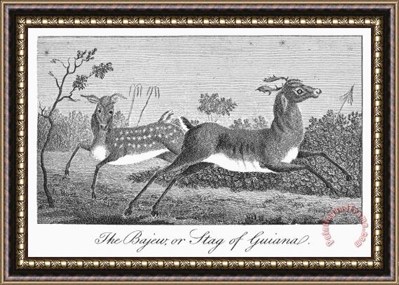 Others Deer, 1796 Framed Painting