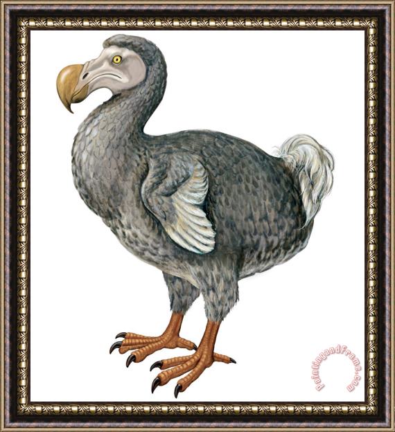 Others Dodo Framed Painting