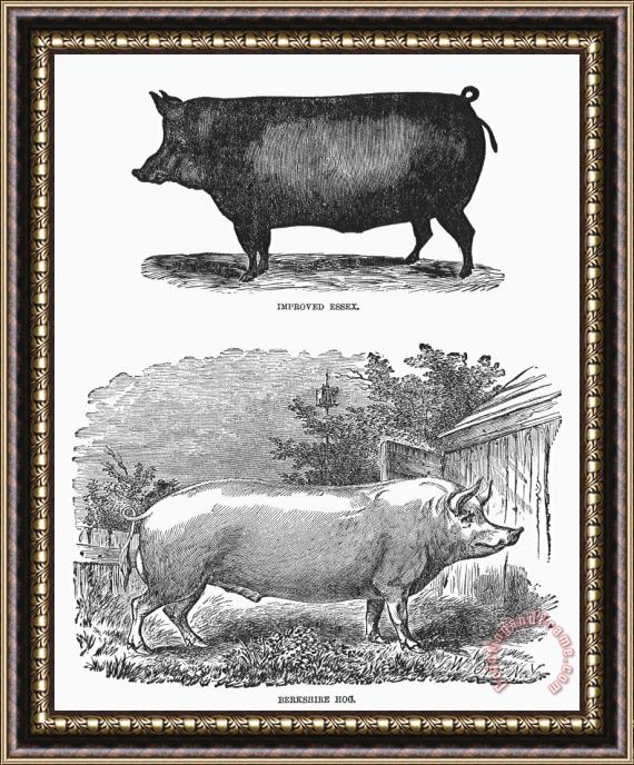 Others English Breeds Of Pigs Framed Print