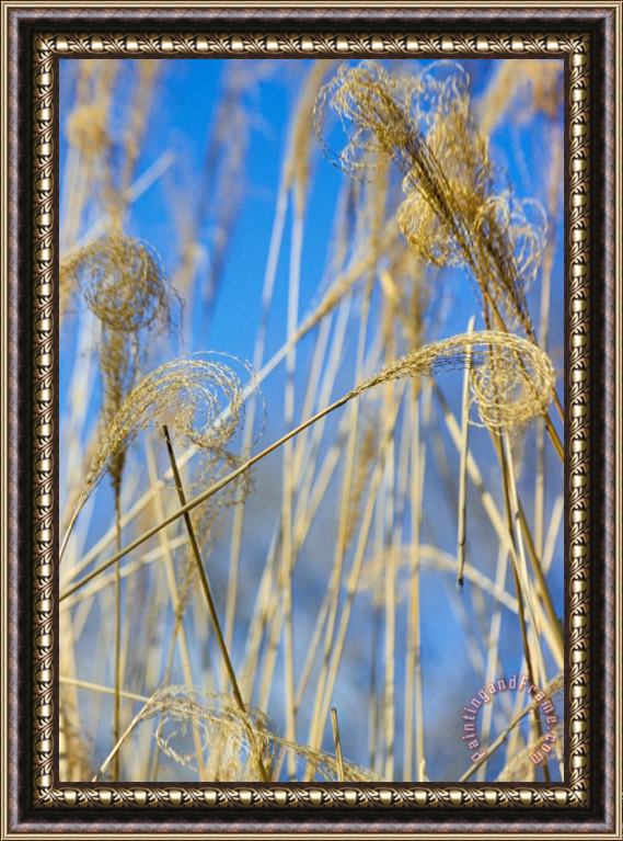 Others Eulalia Grass Native To East Asia Framed Print