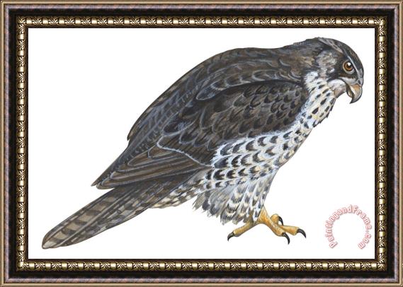Others Falcon Framed Print
