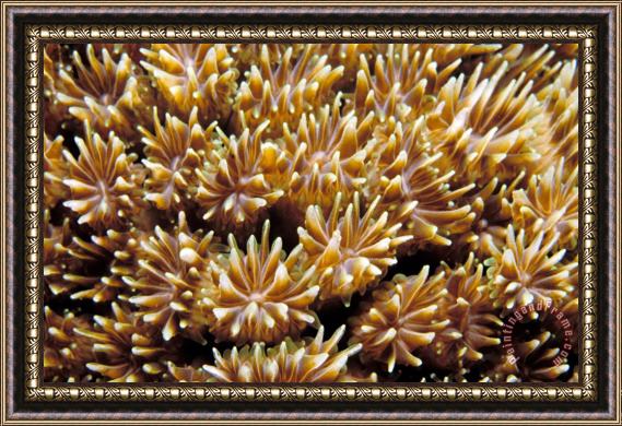 Others Fiji Soft Coral Framed Painting