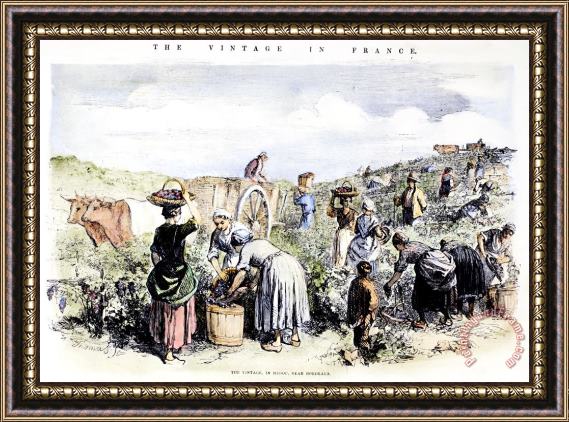 Others France: Grape Harvest, 1854 Framed Painting