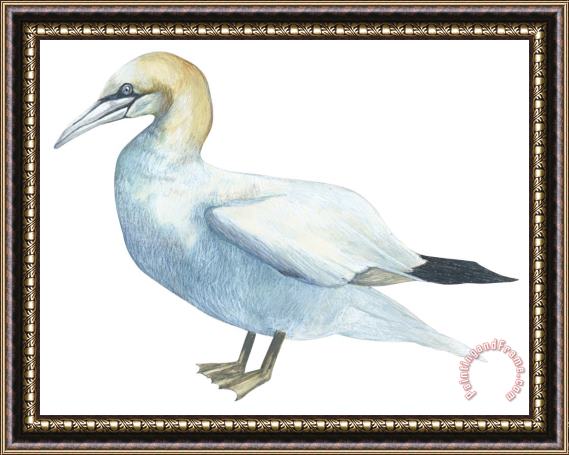 Others Gannet Framed Painting