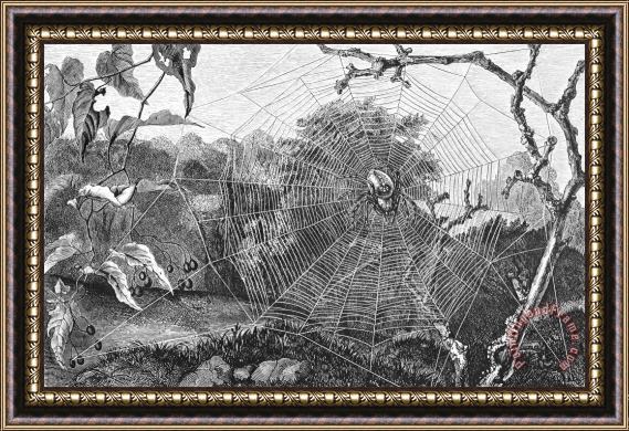 Others Garden Spider Framed Painting