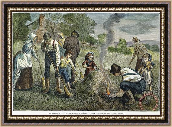 Others Grasshopper Plague, 1875 Framed Painting