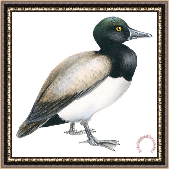 Others Greater Scaup Framed Painting