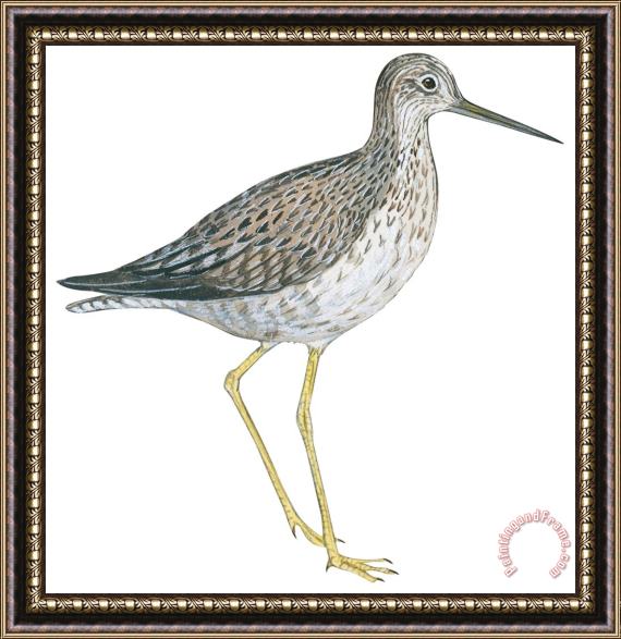 Others Greater Yellowlegs Framed Painting