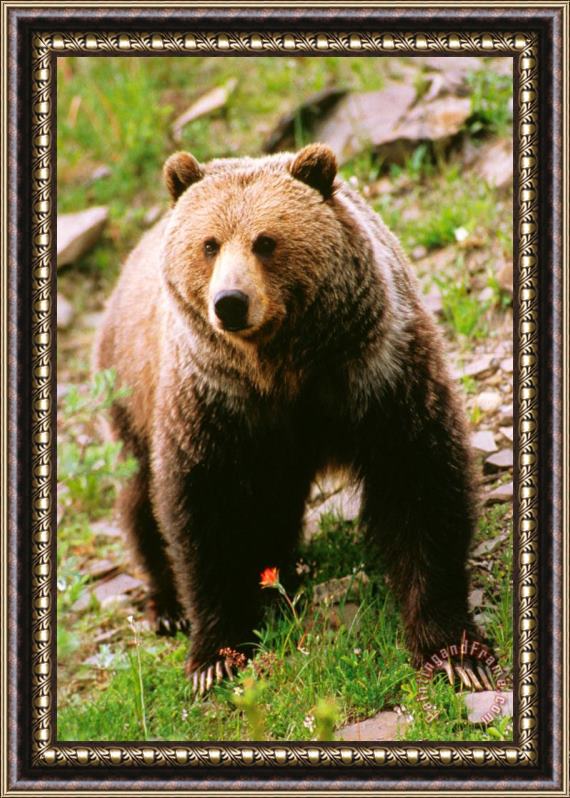 Others Grizzly Bear Framed Painting