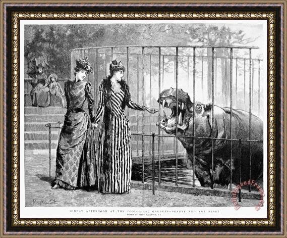Others Hippopotamus: London Zoo Framed Painting