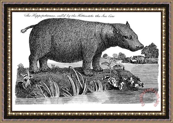 Others Hippopotamus Framed Painting