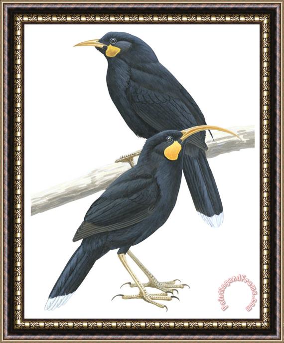 Others Huia Framed Painting