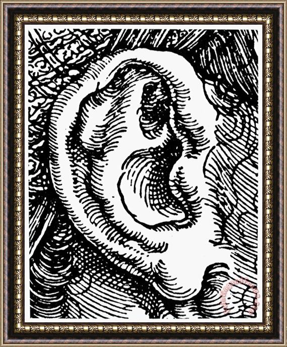 Others Human Ear Framed Painting