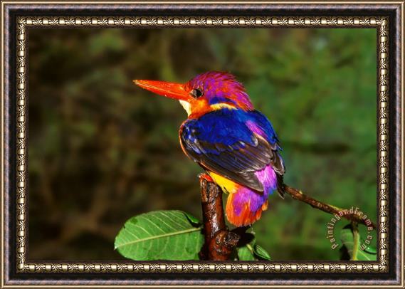 Others India Three Toed Kingfisher Framed Print