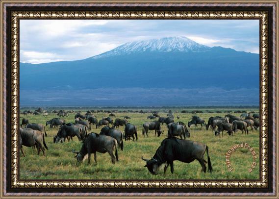 Others Kenya Mount Kilimanjaro Wildebeests Grazing Framed Painting