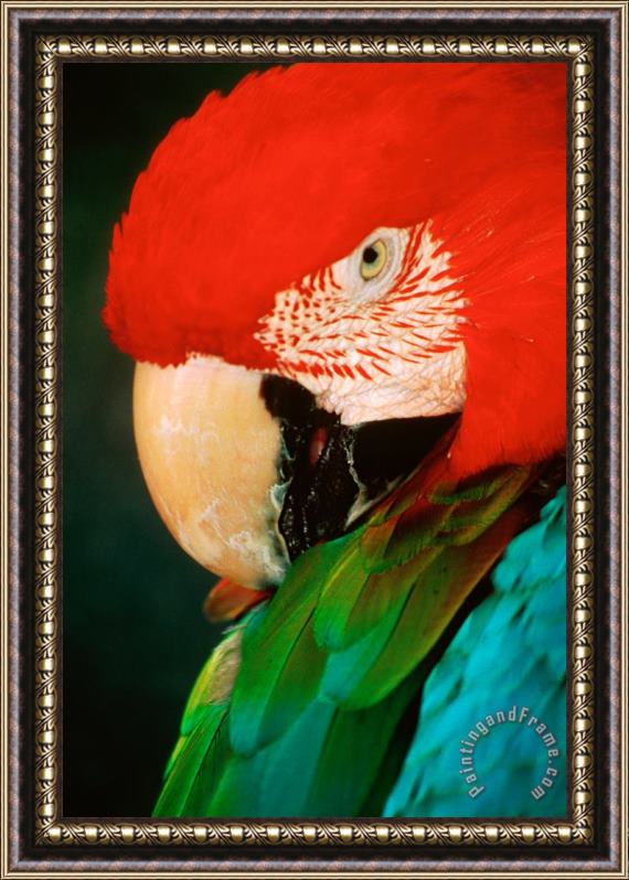 Others Macaw Portrait Framed Painting