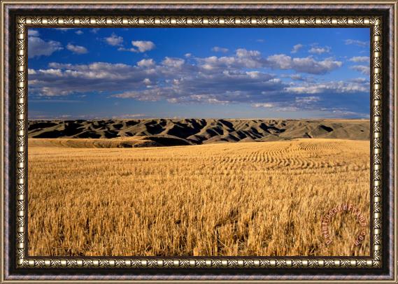 Others Montana Field And Hills Framed Painting