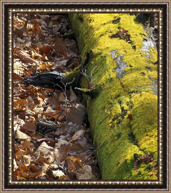 Others Nature Moss Framed Print