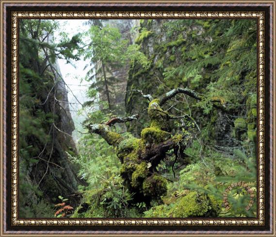 Others Nature Park Lenskie Stolby Scenic Framed Print
