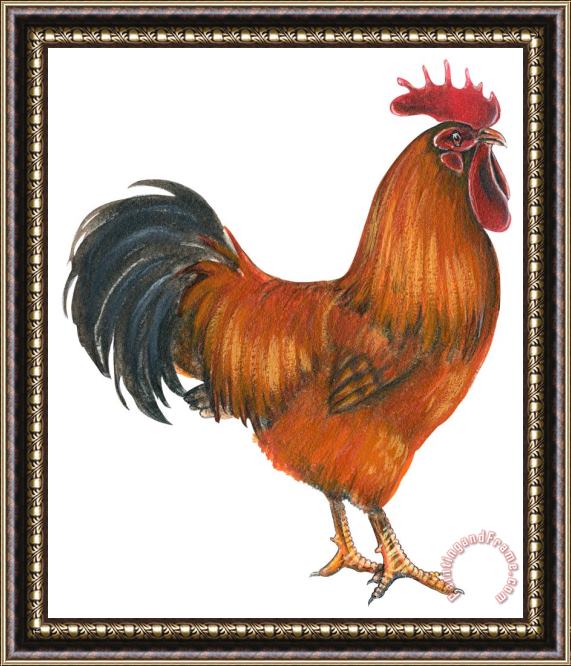 Others New Hampshire Rooster Framed Print