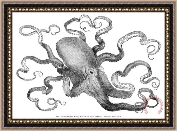 Others Octopus Framed Painting