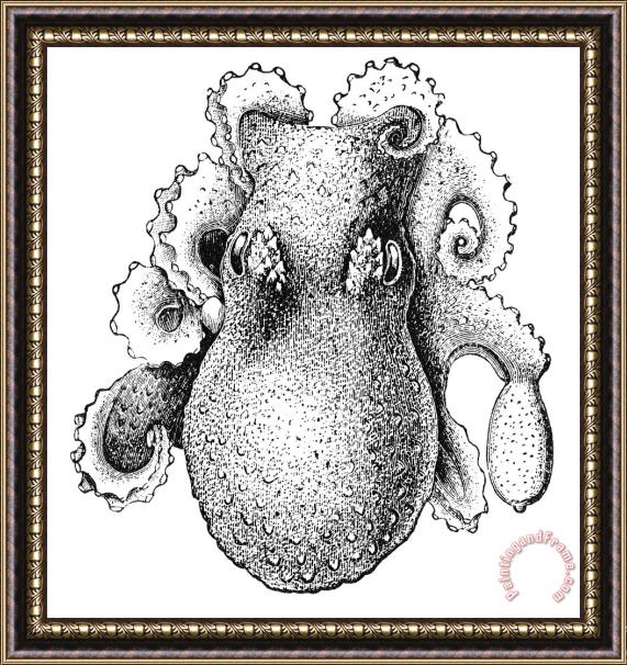 Others Octopus Framed Print