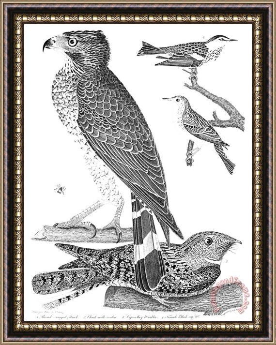 Others Ornithology, 1808-1814 Framed Painting