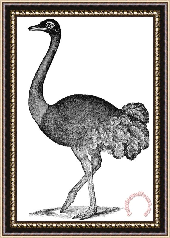 Others Ostrich Framed Print