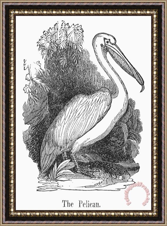 Others Pelican Framed Print