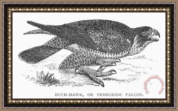 Others Peregrine Falcon Framed Print