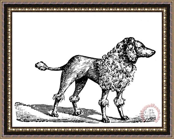 Others Poodle Framed Painting
