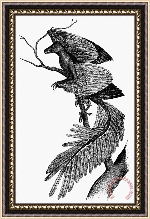 Others Prehistory: Archaeopteryx Framed Print