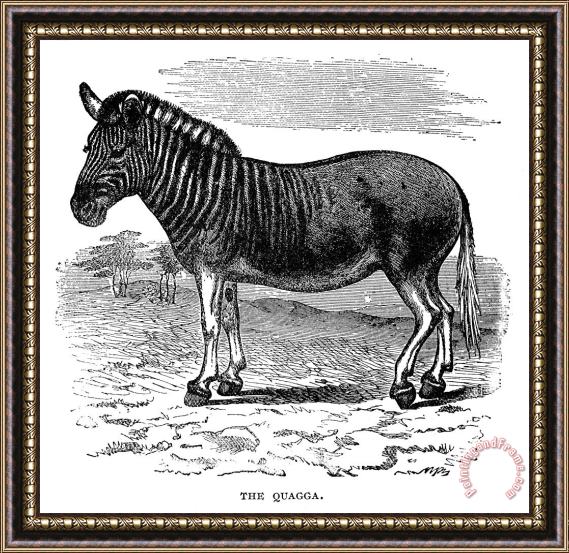 Others Quagga Framed Painting