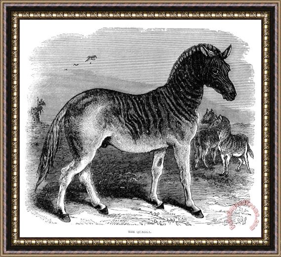Others Quagga Framed Painting