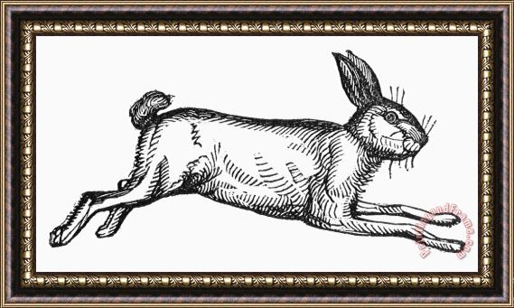 Others Rabbit Framed Print
