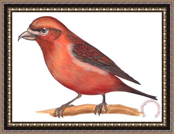 Others Red Crossbill Framed Print