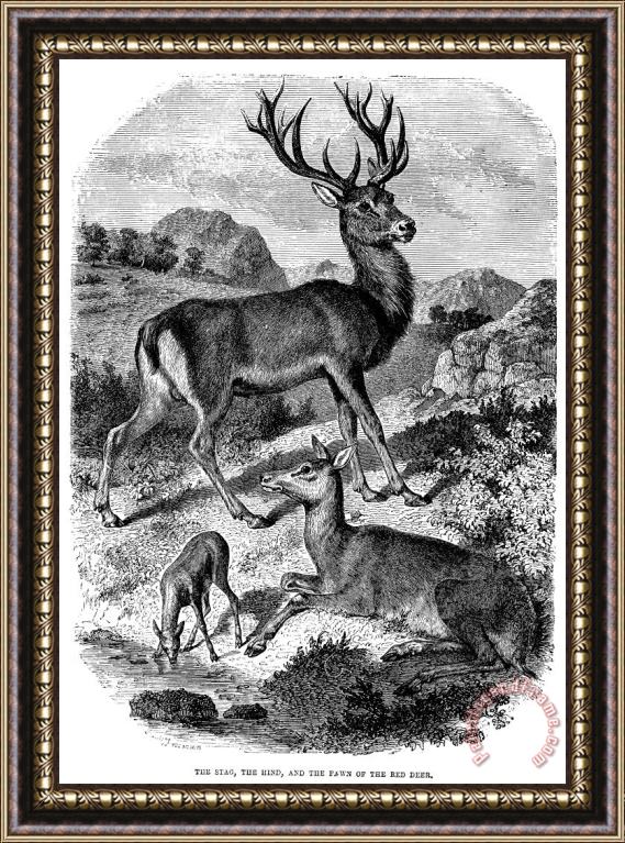 Others Red Deer Framed Painting