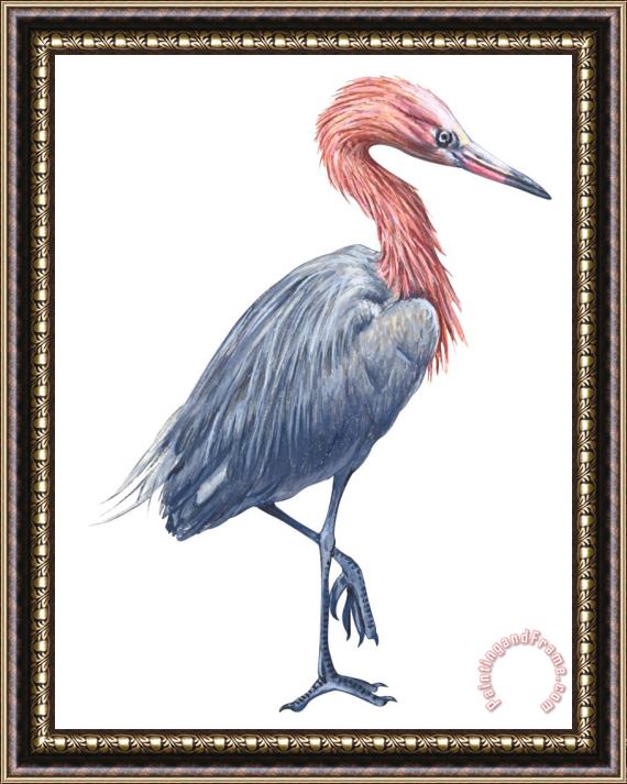 Others Reddish Egret Framed Painting