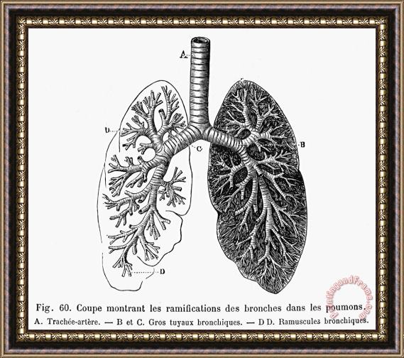 Others Respiratory System Framed Print