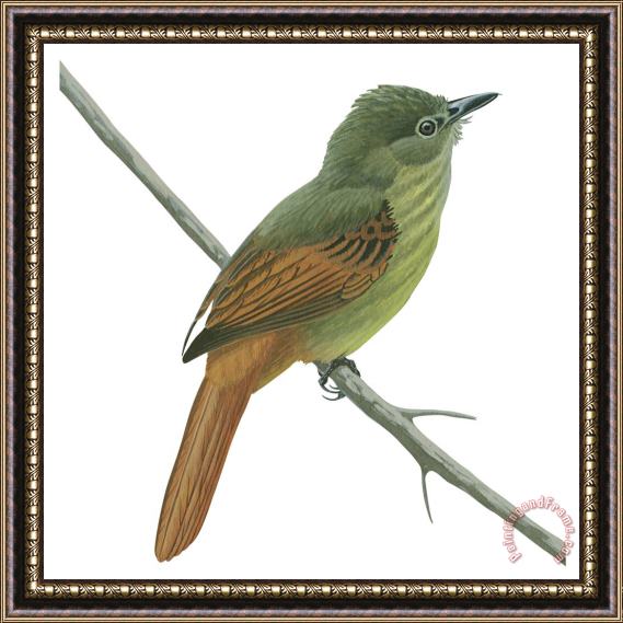Others Rufous Tailed Flatbill Framed Print