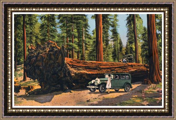Others Sequoia National Park Framed Painting