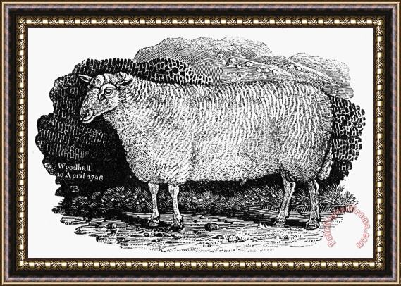 Others Sheep, 1798 Framed Print